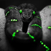 Profile Picture of Alex Quintal (@alexquintal8414) on Youtube