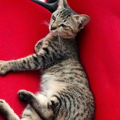 Profile Picture of ... (@Bryant_Randy_1) on Twitter