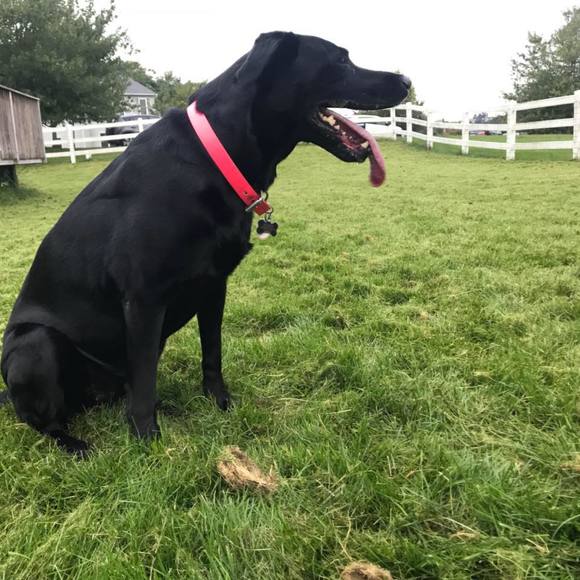 Profile Picture of Chad Rousseau (@chadrousseau) on Poshmark