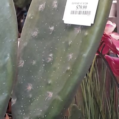 Profile Picture of Josafat Rodríguez Flores (@josarfl) on Twitter