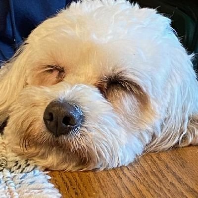 Profile Picture of Thomas Hayduk (@hayduk_thomas) on Twitter