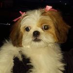 Profile Picture of Ginger McGee 🐶🐶 (@gingerthedoggo2016) on Instagram