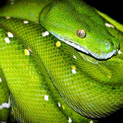 Profile Picture of Krista Olson (@Krista_n_Rocky) on Twitter