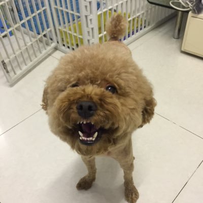 Profile Picture of Nelson M Pang (@nelsonpang77) on Twitter