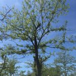 Profile Picture of Carl Wilks (@thesimpletree) on Instagram