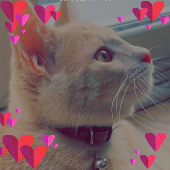 Profile Picture of Rabia Sarfaraz (@rabia863) on Poshmark