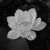 Profile Picture of Xuyen Trinh (@xuyen.trinh.9279) on Facebook