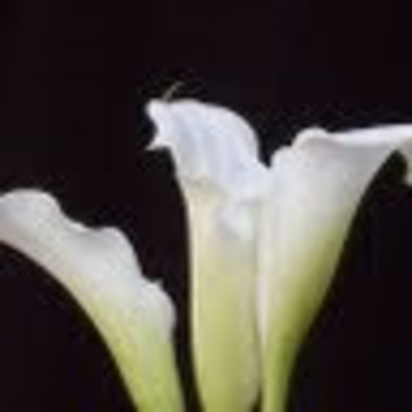 Profile Picture of Diane Conway (@diane_conway) on Poshmark