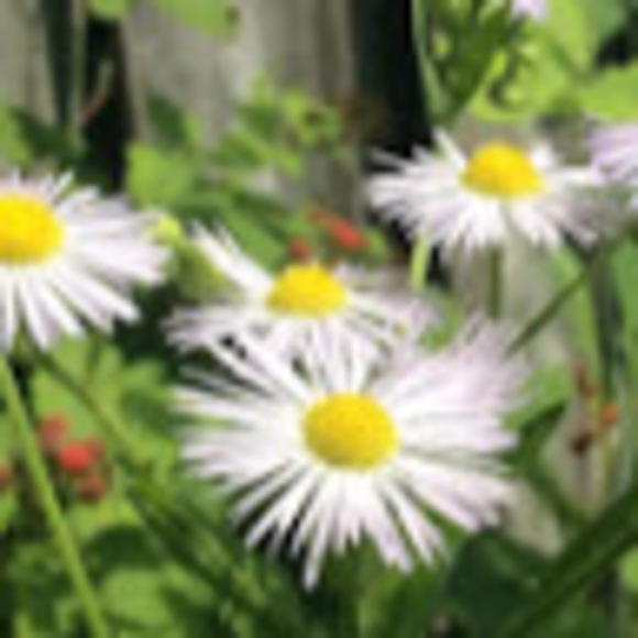 Profile Picture of Zoe Adamson (@adamsonzoe9) on Poshmark