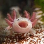 Profile Picture of axolotl sarchatosis (@axol.ho.ho.ho.tl_symphony_) on Instagram