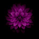 Profile Picture of Bernice Jackson (@grannybody72) on Instagram