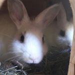 Profile Picture of Lisa (@schneeweisschen_cappuccino) on Instagram