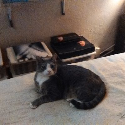 Profile Picture of Stephen Rall (@chefsr1950) on Twitter