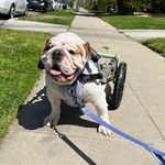 Profile Picture of Bob the Bulldog (@bobsbulldogblog) on Instagram