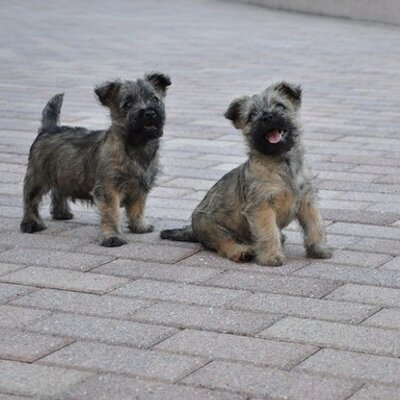 Profile Picture of Ivy Hs Cohen (@ivyhsc_iv) on Twitter