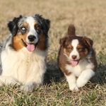 Profile Picture of aussi.kevin (@aussi.kevin) on Instagram