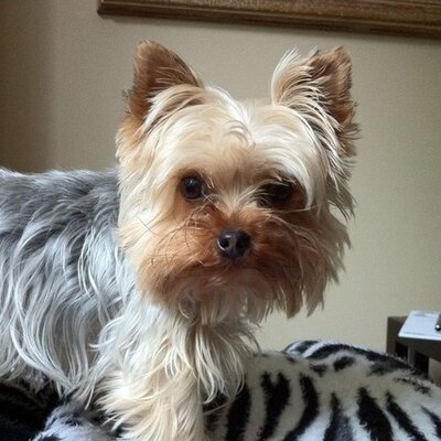 Pam Boyle - Twitter Profile Picture of Pam Boyle (@minipeb) on Twitter