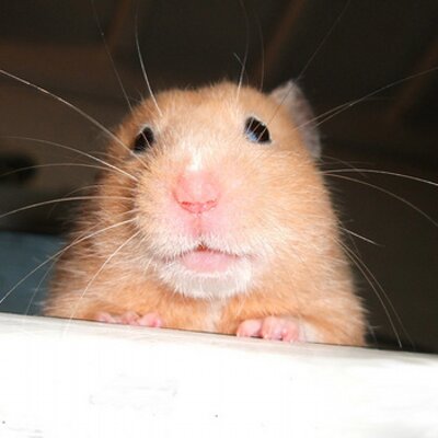 Profile Picture of David G. Imber (@Mulciber) on Twitter