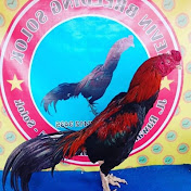 Profile Picture of Kevin Breeding Solok (@Kevinbreedingsolok) on Youtube