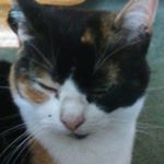 Profile Picture of a cat by the name of caramel (@thomasoverfield5555) on Instagram