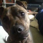 Profile Picture of Carl Colberg (@combat_carl) on Instagram