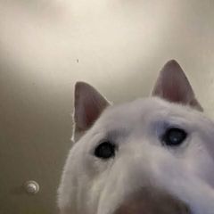 Profile Picture of aarongardon (@aarongardon) on Tiktok