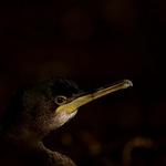 Profile Picture of Adam Hough (@orkney wildlife photography) on Flickr