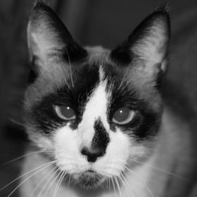 Profile Picture of Cyndi Cox- Bennett (@ccyynnddii) on Pinterest