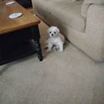 Profile Picture of Diane Stover (@dianestover1) on Instagram