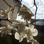 Profile Picture of lea_Blumen (@leawank_) on Instagram