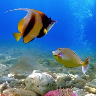 Profile Picture of Antonio Chichi (@antonioh3g) on Twitter