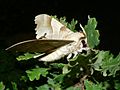 Profile Picture of Marumba quercuson Wikipedia