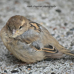 Profile Picture of Mark Chapman (@chapmanmark20) on Flickr