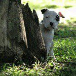 Profile Picture of Davida Boyd (@boyddavida) on Instagram