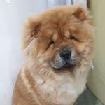 Profile Picture of Wang Wang (@wangwang_the_chowchow) on Instagram