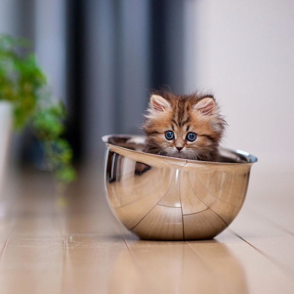 Profile Picture of Megan Zachary (@mezachary) on Poshmark