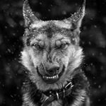 Profile Picture of Matt Wolfe (@lunaticwolfe) on Instagram