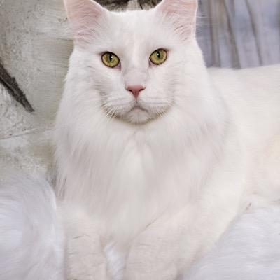 Profile Picture of Janet Marr (@MarrFurkats) on Twitter