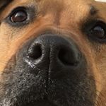 David Santillo - Instagram Profile Picture of David Santillo (@nach.v2) on Instagram