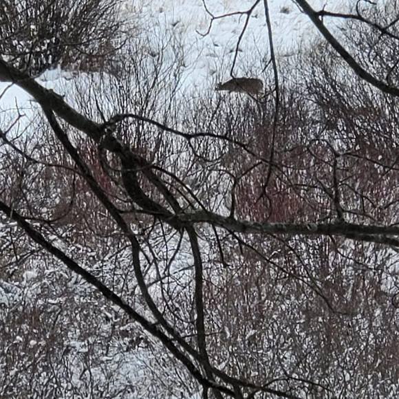 Profile Picture of Joel Birky (@birkyjoel) on Poshmark