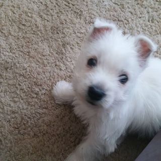 Dave Chaulker - Facebook Profile Picture of Dave Chaulker (@KristopherKA) on Facebook