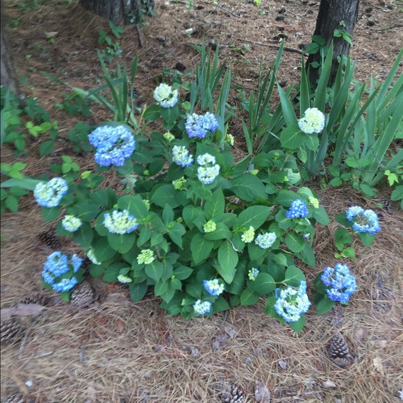 Profile Picture of Penny Yokoya (@pyokoya) on Poshmark