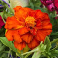 Profile Picture of Maya Diaz (@maya-diaz-32) on Quora