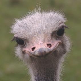 Profile Picture of Claire Campbell (@MelancholyJoe) on Twitter