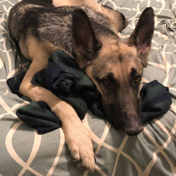 Profile Picture of Ryan Patton (@wheresmyllama) on Poshmark