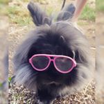 Profile Photo of Chester James (@chester_james_the_bunny) on Instagram