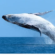 Profile Picture of James Mullowney (@Mullown3y) on Youtube