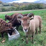 Profile Picture of Tim McEntire (@dorking_bred) on Instagram