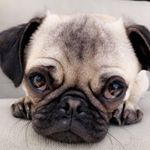 Profile Picture of Douglas Dingus (@douglas.the.puglas) on Instagram