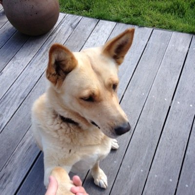 Profile Picture of Tom Maurizi (@TMaurizi) on Twitter